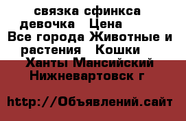 связка сфинкса. девочка › Цена ­ 500 - Все города Животные и растения » Кошки   . Ханты-Мансийский,Нижневартовск г.